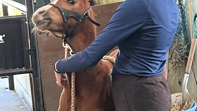 Jumper foal by Europa