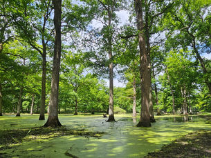 Le Parc de Chambord, L'écrin de verdure