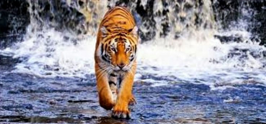 tiger_edited.jpg