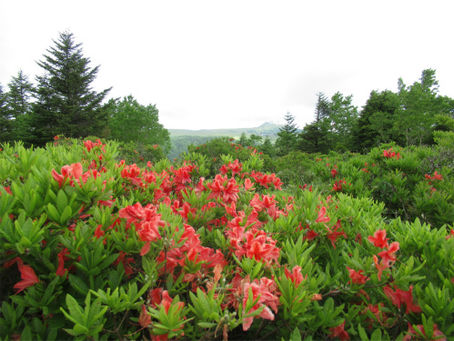 物見石山レンゲツツジ群生地が満開を迎えています ✿
