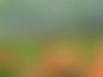 白樺平レンゲツツジ群生地のレンゲツツジは週末までが見頃です! ✿