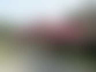 武石地域の花だより(令和3年4月12日現在)