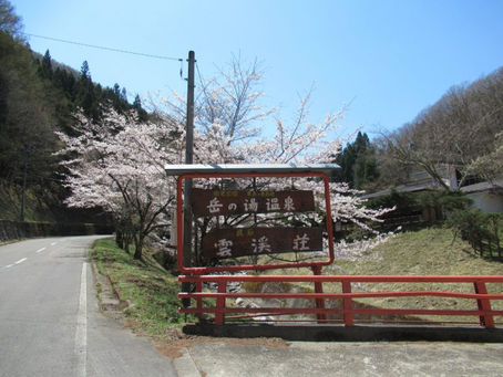岳の湯温泉雲渓荘の桜が見頃を迎えています✿