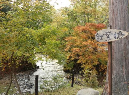 紅葉橋周辺の紅葉が、色づき始めました