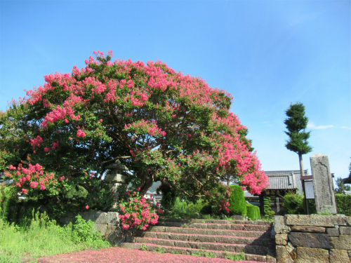 ○武石の花だより（8月20日時点）