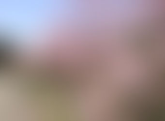 余里一里花桃の里の花桃が余里の入口付近で5分咲きになりました