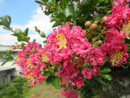 信廣寺のサルスベリが開花を迎えました✿