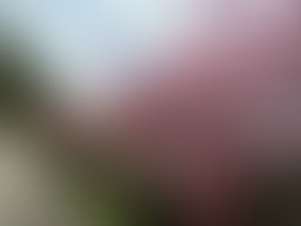 余里の一里花桃が入口付近で満開になりました