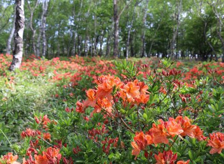 白樺平のレンゲツツジが見頃に、焼山周辺は5分咲きになりました