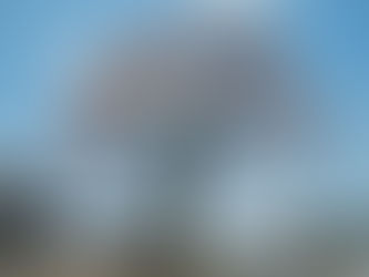 信廣寺のしだれ桜が開花しました