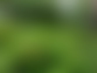 ○武石の花だより(6月29日時点)