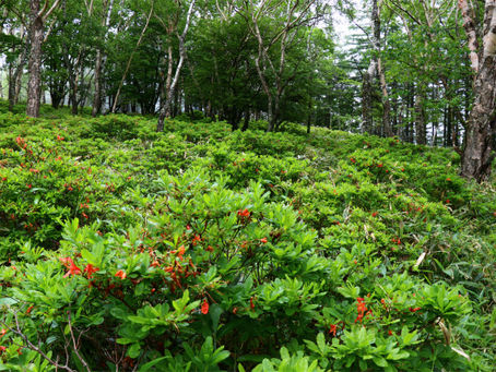 ○武石の花だより(6月29日時点)