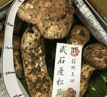 武石産のマツタケの入荷が、最盛期を迎えています。