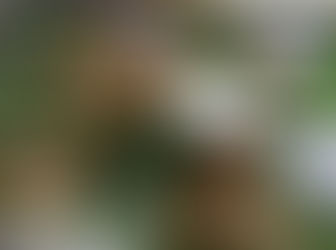 うつくしの湯 松茸の日イベント