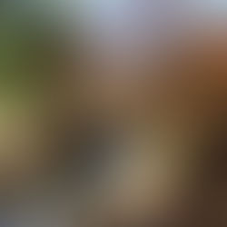 ○武石の紅葉だより（11月20日時点）