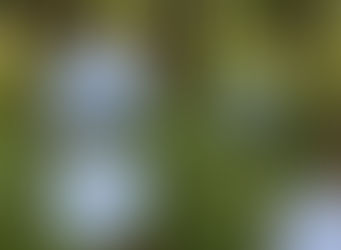 唐沢のあじさいの、見ごろは今週末頃までです