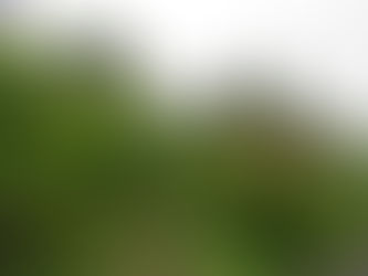 ○武石の花だより(5月13日時点)
