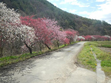 余里の一里花桃が入口付近で8分咲きになりました