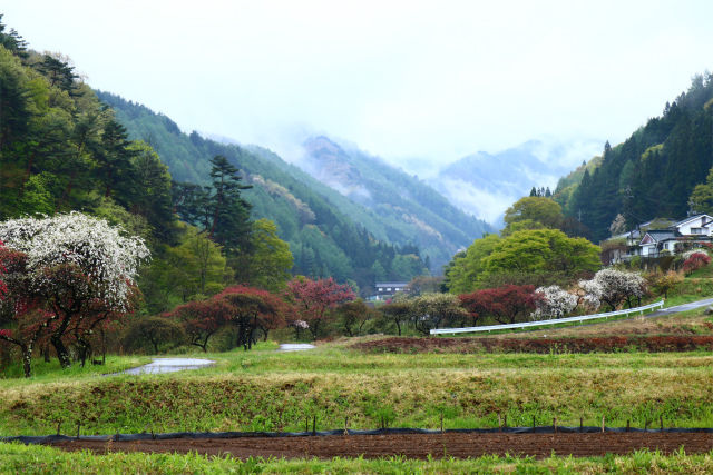 ○武石の花だより(4月27日時点)