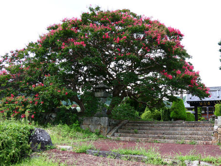 ○武石の花だより(8月28日時点)