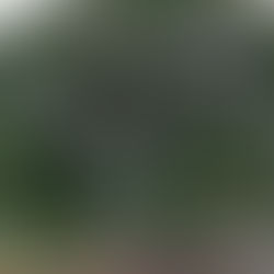 ○武石の花だより（8月13日時点）