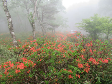 白樺平のレンゲツツジ群生地が見頃を迎えます ✿