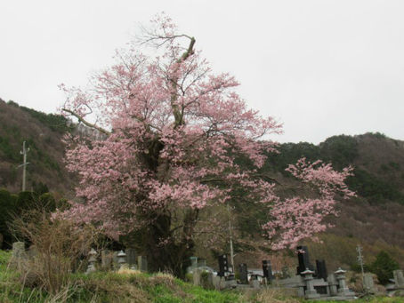大布施のヒガンザクラが見頃を迎えました✿