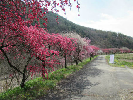 「信州武石余里一里花桃の里」入口付近の花桃が見頃を迎えます✿