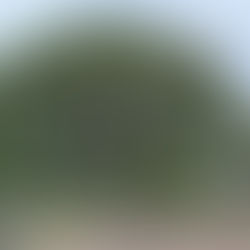 ○武石の花だより（8月17日時点）