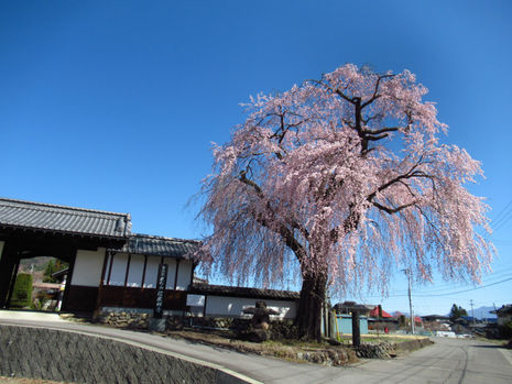 ○武石の花だより(令和8年4月6日時点)