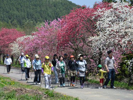 余里一里花桃の里ノルディックウォーキング参加者募集