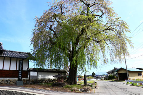 ○武石の花だより(4月24日時点)