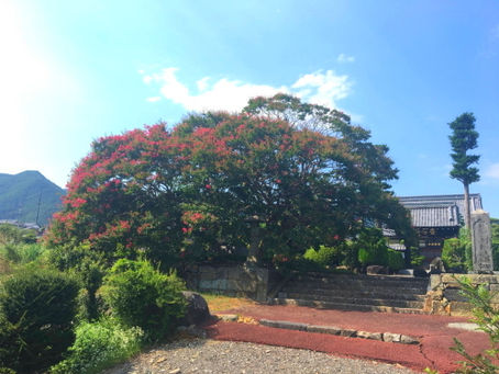 信廣寺のサルスベリが見頃を迎えました✿