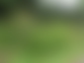 エクスバリーアザレア(西洋ツツジ)は3分咲きほどです ✿