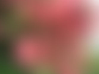 ○武石の花だより(5月7日時点)