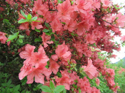 ○武石の花だより(5月7日時点)