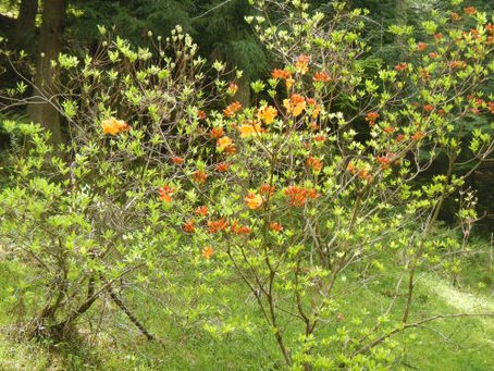 エクスバリーアザレア(西洋ツツジ)が開花しました