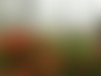 ○武石の花だより(6月15日時点)