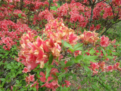 ○武石の花だより(5月9日時点)