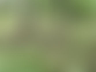 白樺平のレンゲツツジが膨らんできました ✿