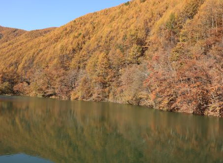 巣栗渓谷の紅葉は、まだ、カラマツは見頃です