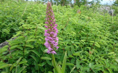 美ヶ原高原に夏の花が咲き始めました