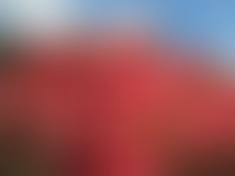 ○武石の花だより(5月2日時点)