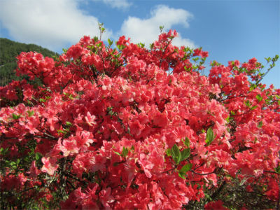○武石の花だより(5月2日時点)