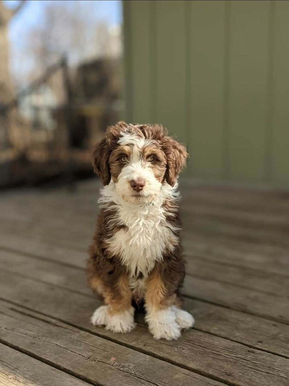 Home Cranberry Creek Aussies & Aussiedoodles