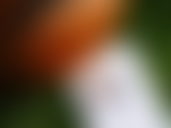 The Broncos are Overhyped.