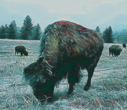 Abstract Grazing Buffalo