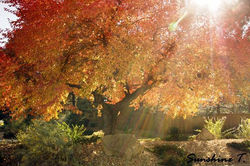 Bonzi Tree