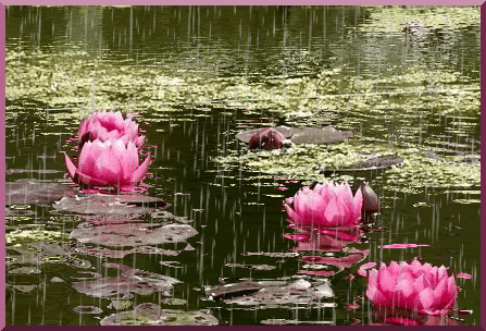 water lily photo gif animated free download graphic arts images amazing screensaver backgr