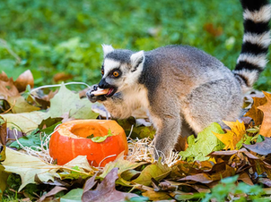 Podzim a zima v českých zoologických zahradách: akce, které nesmíte propásnout